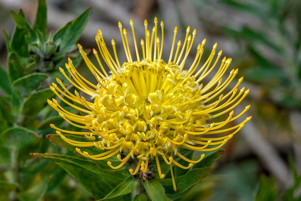 Pincushion flower